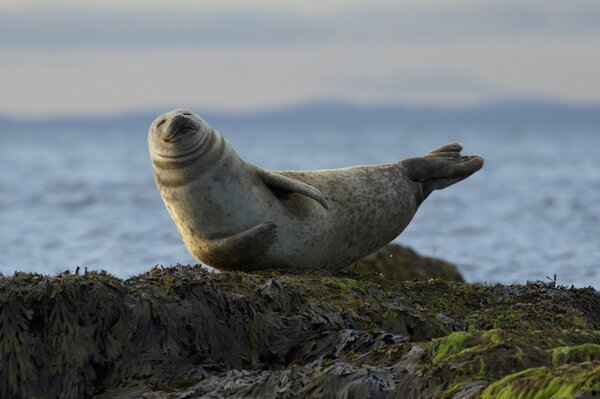 The seal is smiling. seal on the beach. seal posing on rocks