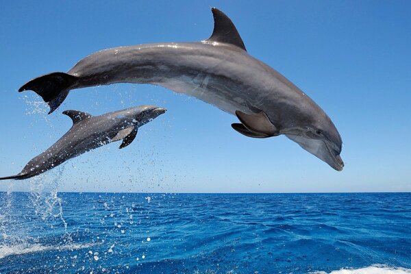 The sea and dolphins swimming in a race