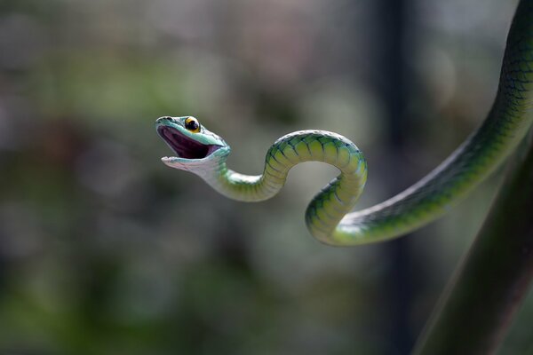 Piccolo serpente sorridente verde