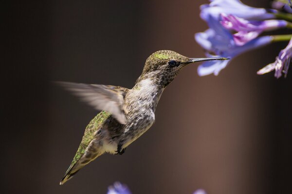 Flores pájaro colibrí fondo