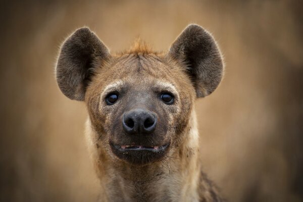Hyena looks straight into the soul wallpaper