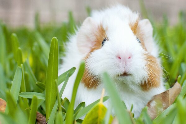 Cavia bianca sull erba