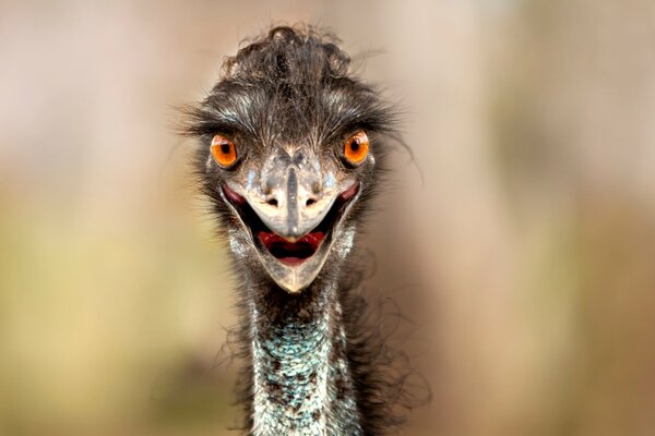 The outraged ostrich opened its beak