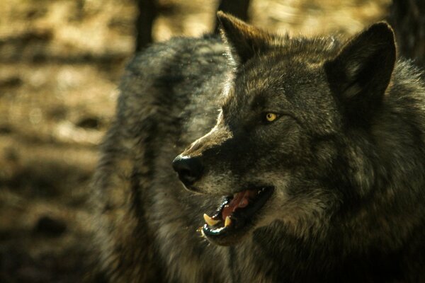 Оскал дикого волка в лесу