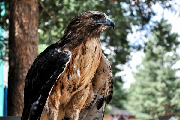 Der Falke hat ein scharfes Auge und scharfe Krallen