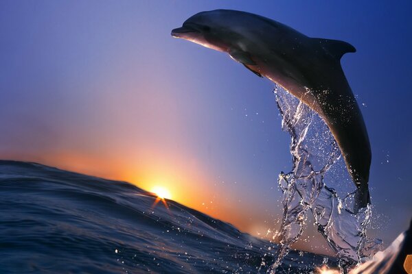 Dolphin makes a jump into the sea during sunset