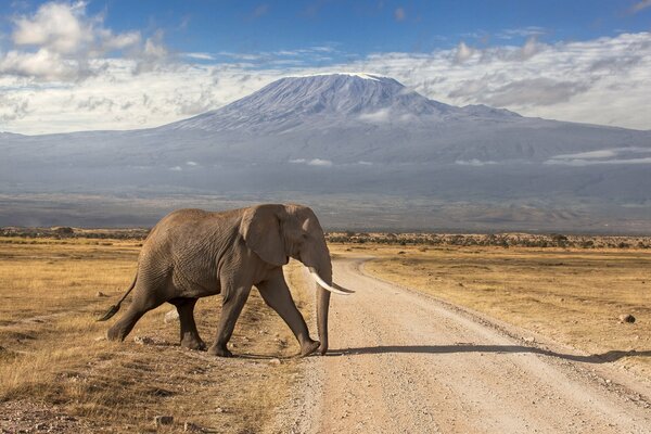 Elefante africano sullo sfondo di un vulcano spento