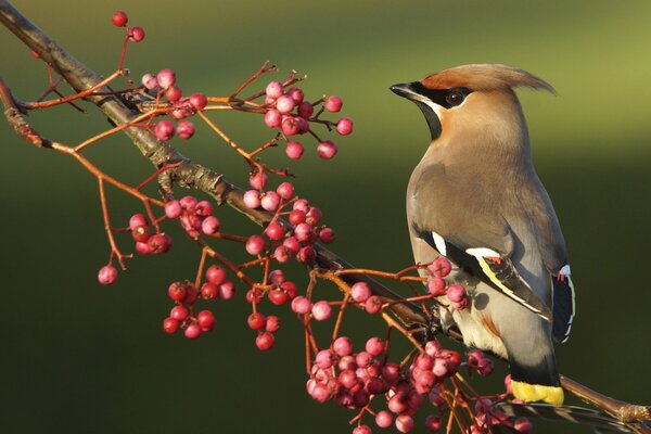 The whistler sits on a branch with berries