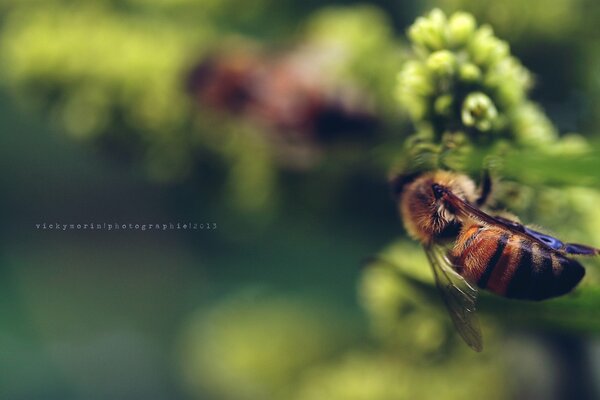 Abeille pollinise une fleur délicate