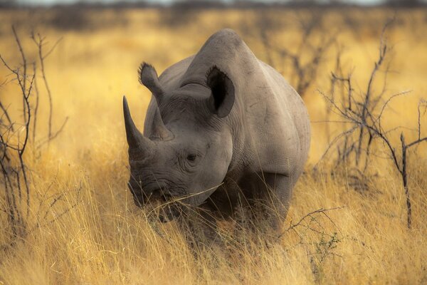 Rinoceronte sullo sfondo della natura