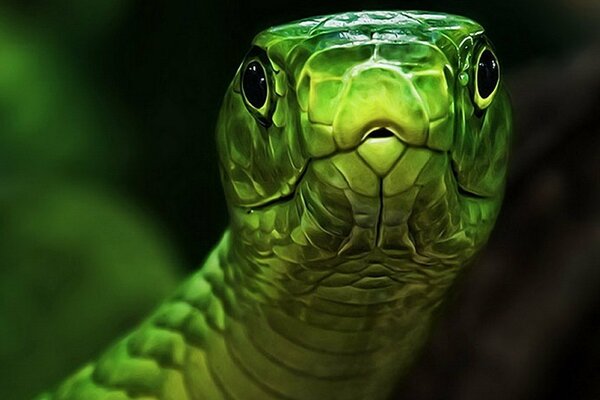 Testa di serpente verde con uno sguardo ipnotico