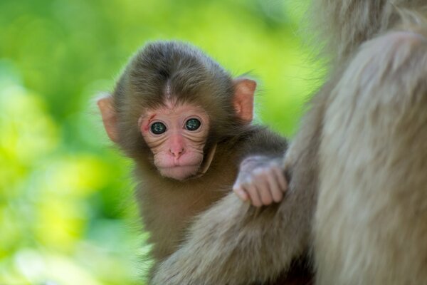 A little monkey peeks out of the back