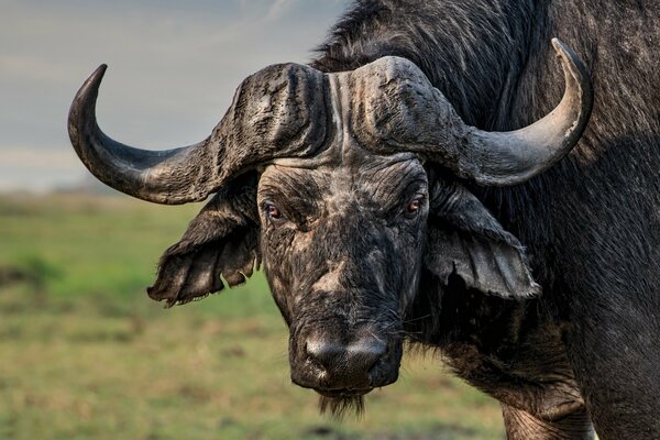 The menacing gaze of a wary bull