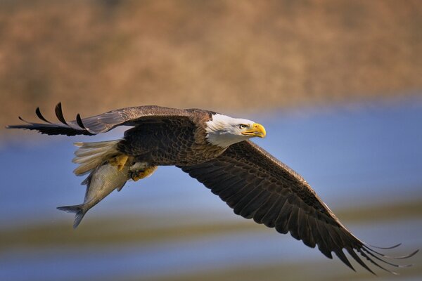 Weißkopfseeadler auf der Suche nach Beute