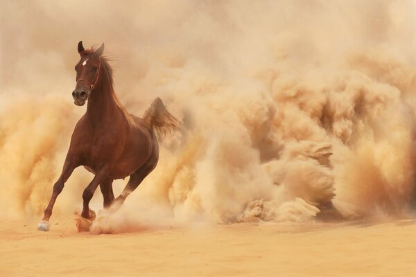 Un cheval qui court dans la poussière