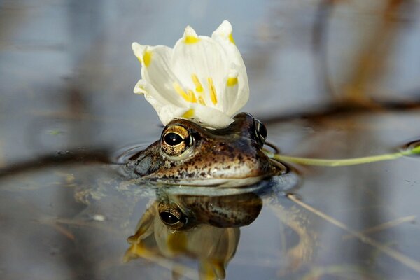 A frog with a crown of a white flower on its head