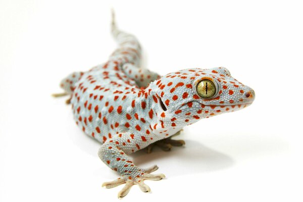 Tokai gecko on a white background