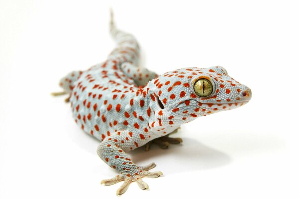 Gecko Tokai sur fond blanc