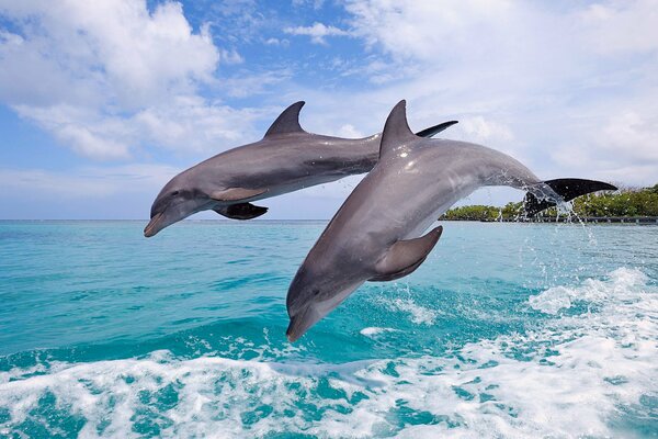 Голубое море красивое небо пара дельфинов прыгают по волнам