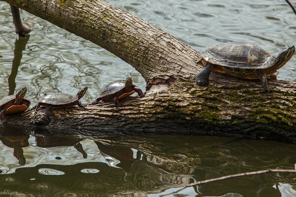 Bemalte Schildkröte mit Jungen kriecht aus dem Wasser