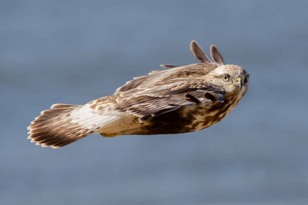 Falco veloce che vola nel suo nido