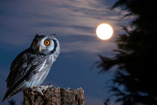 Sowa siedzi na pniu podczas pełni księżyca