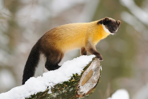 A marten in a snow-covered forest on the trunk of a felled tree