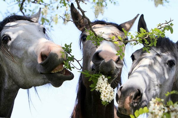 White horses next to a tree