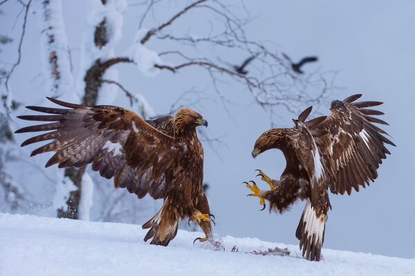 Vögel Adler können die Beute nicht teilen