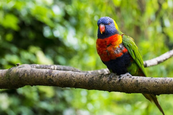 A multicolored parrot is sitting on a green branch