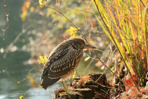 Oiseau assis dans l herbe sur un plan d eau