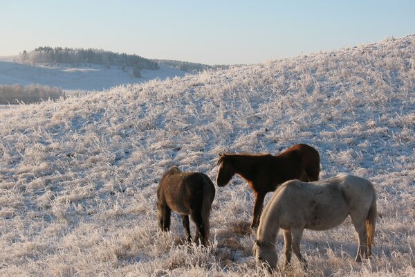 Horses graze in a pasture shrouded in frost