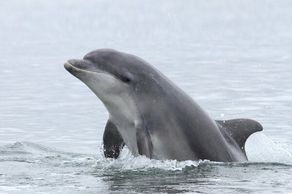 Dauphin en haute mer