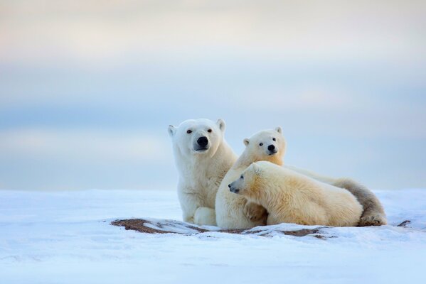 Famille d ours polaires sur la neige