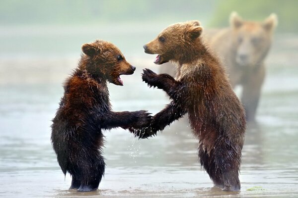 Двое медвежат резвятся в воде пока за ними наблюдает медведица