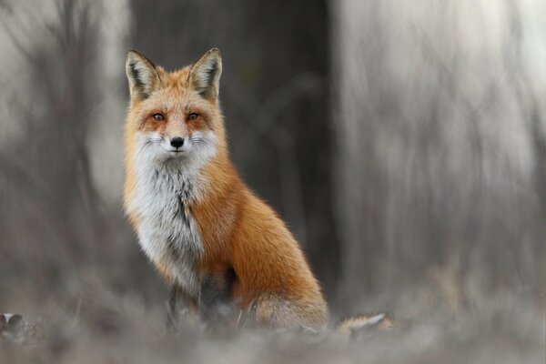 Ein Fuchs sitzt auf einem grauen Hintergrund zwischen Zweigen