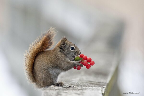 A squirrel with berries in its paws eats. forest animal