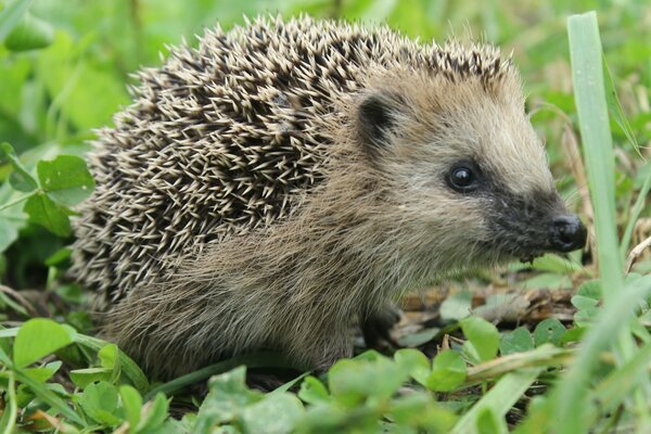 Hérisson sauvage dans l herbe sur la pelouse