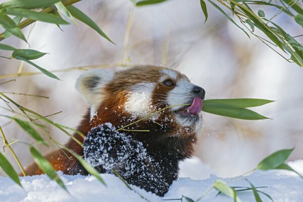 Panda eats bamboo on the background of white snow
