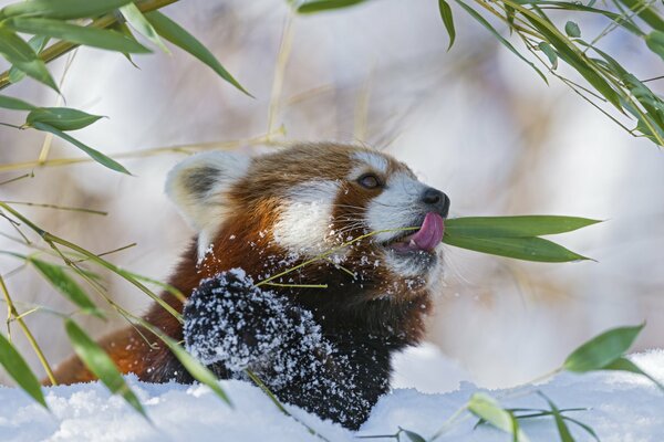 Panda su sfondo bianco neve mangiare bambù