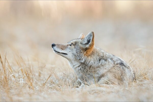 Coyote on the snow-covered dry grass