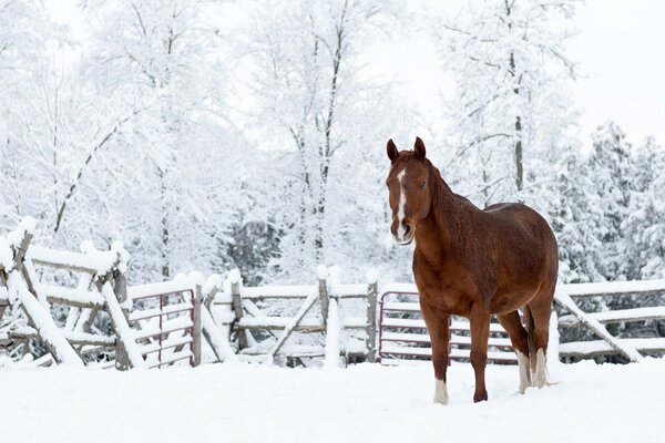 Winter landscape and horse on the background of snow