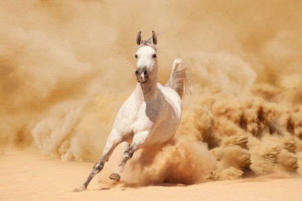 The white horse runs out of the sand