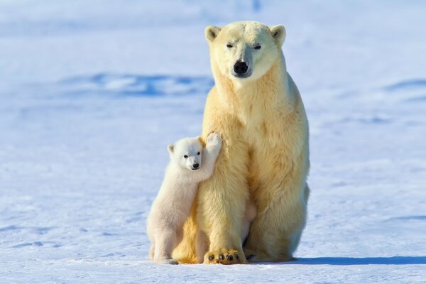Белый медвежонок и медведица стоят в обнимку