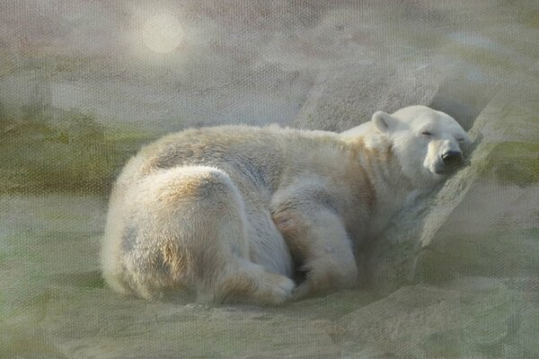 A picture of a polar bear sleeping in the snow