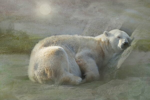 Imagen de un oso polar blanco durmiendo en la nieve