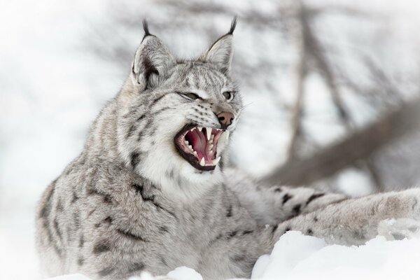 Sourire de Lynx en hiver sur la neige