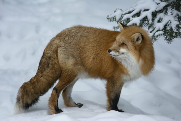 A cautious fox in the snow