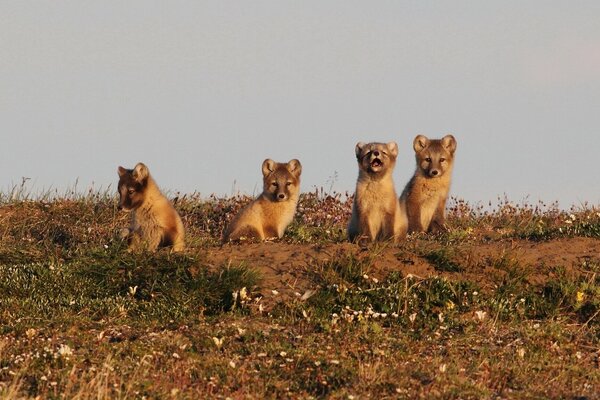 Los bebés del zorro polar miran la puesta de sol