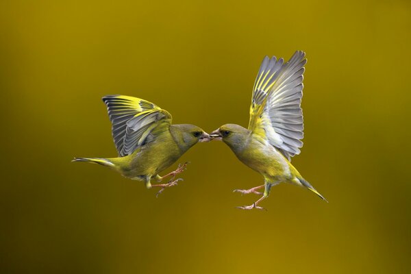 Two birds touched their beaks during the flight